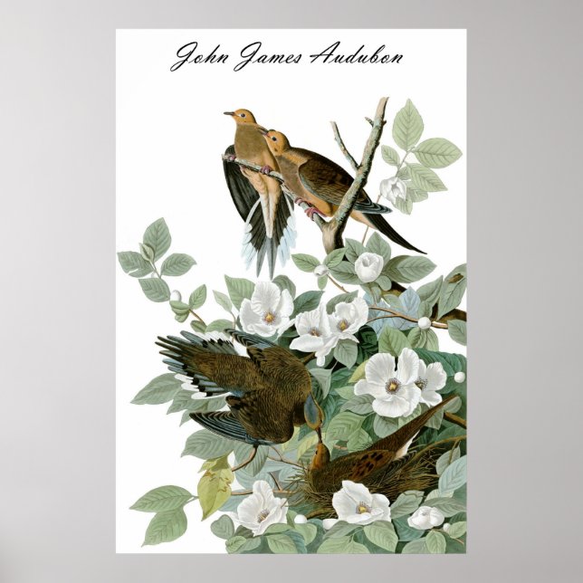 John James Audubon Carolina Pigeon Mourning Dove 1 Poster (Framsidan)