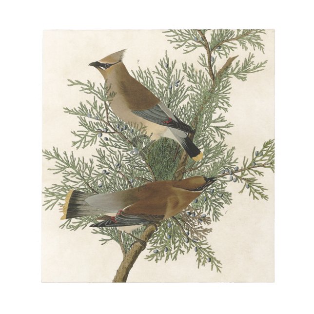 John James Audubon Cedar Waxwing Fågeltryck Anteckningsblock (Framsida)