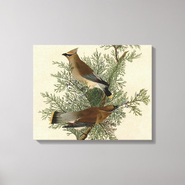 John James Audubon Cedar Waxwing Fågeltryck Canvastryck (Framsida)