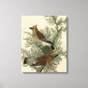 John James Audubon Cedar Waxwing Fågeltryck Canvastryck