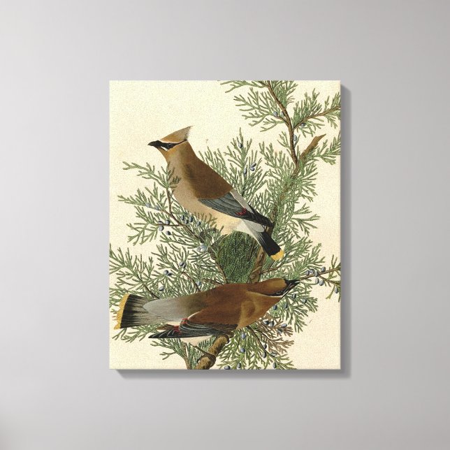 John James Audubon Cedar Waxwing Fågeltryck Canvastryck (Framsida)