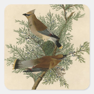 John James Audubon Cedar Waxwing Fågeltryck Fyrkantigt Klistermärke