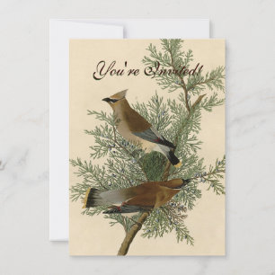 John James Audubon Cedar Waxwing Fågeltryck Inbjudningar