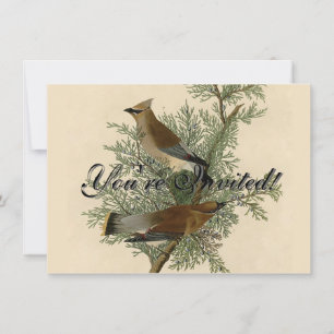 John James Audubon Cedar Waxwing Fågeltryck Inbjudningar
