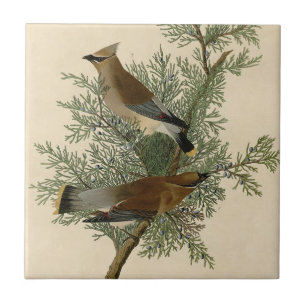 John James Audubon Cedar Waxwing Fågeltryck Kakelplatta