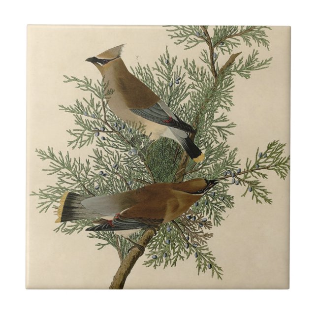 John James Audubon Cedar Waxwing Fågeltryck Kakelplatta (Framsidan)
