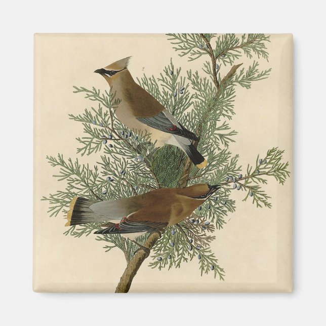 John James Audubon Cedar Waxwing Fågeltryck Magnet (Framsidan)