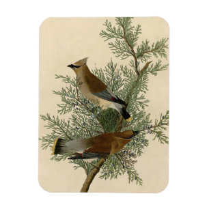 John James Audubon Cedar Waxwing Fågeltryck Magnet
