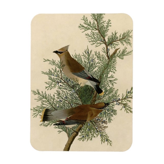 John James Audubon Cedar Waxwing Fågeltryck Magnet (Vertikal)