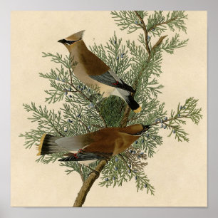 John James Audubon Cedar Waxwing Fågeltryck Poster