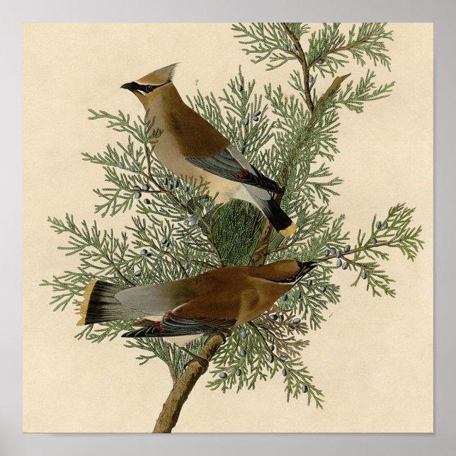 John James Audubon Cedar Waxwing Fågeltryck Poster (Framsidan)