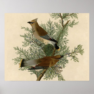 John James Audubon Cedar Waxwing Fågeltryck Poster