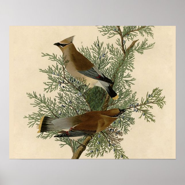 John James Audubon Cedar Waxwing Fågeltryck Poster (Framsidan)