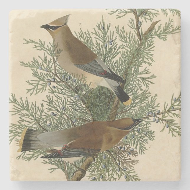 John James Audubon Cedar Waxwing Fågeltryck Stenunderlägg (Framsidan)