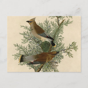 John James Audubon Cedar Waxwing Fågeltryck Vykort