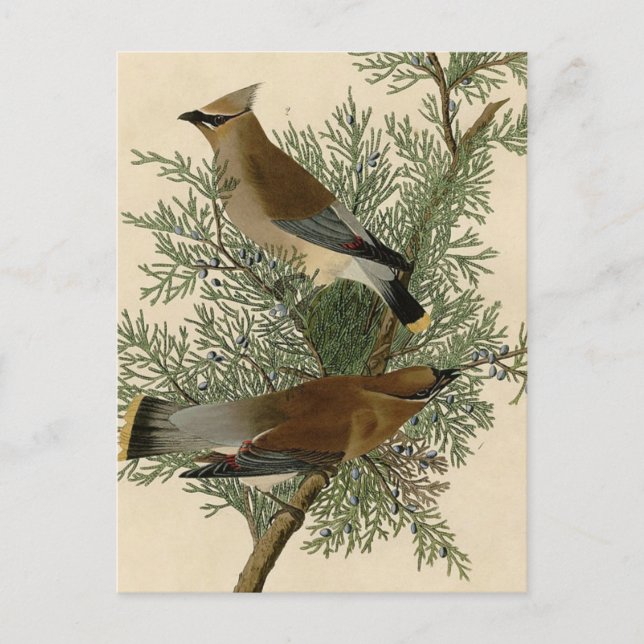 John James Audubon Cedar Waxwing Fågeltryck Vykort (Framsida)