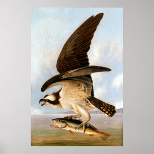 John James Audubon fiskgjuse och Weakfish Poster