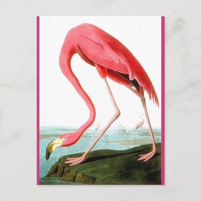 John James Audubon, Flamingo Painting Vykort (Framsida)