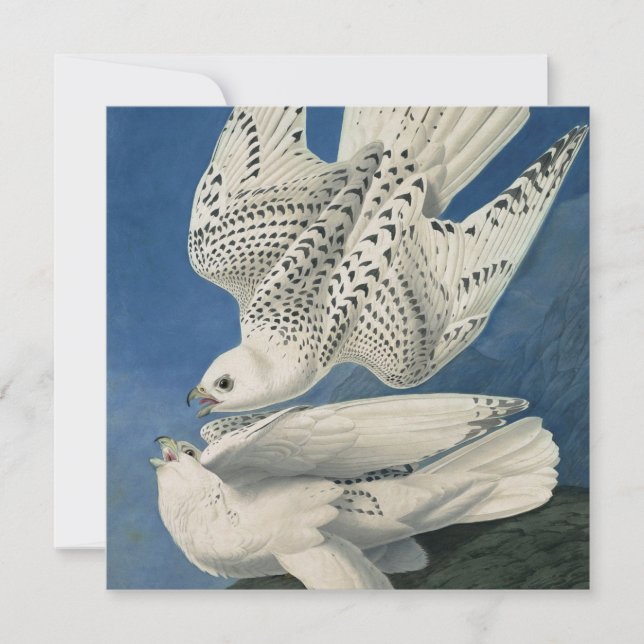 John James Audubon - Gyrfalcon Julkort (Framsida)
