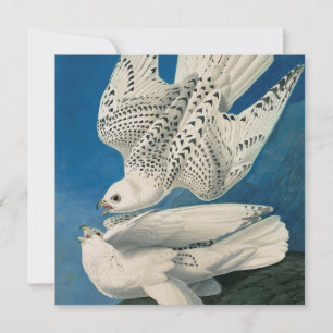 John James Audubon - Gyrfalcon Julkort