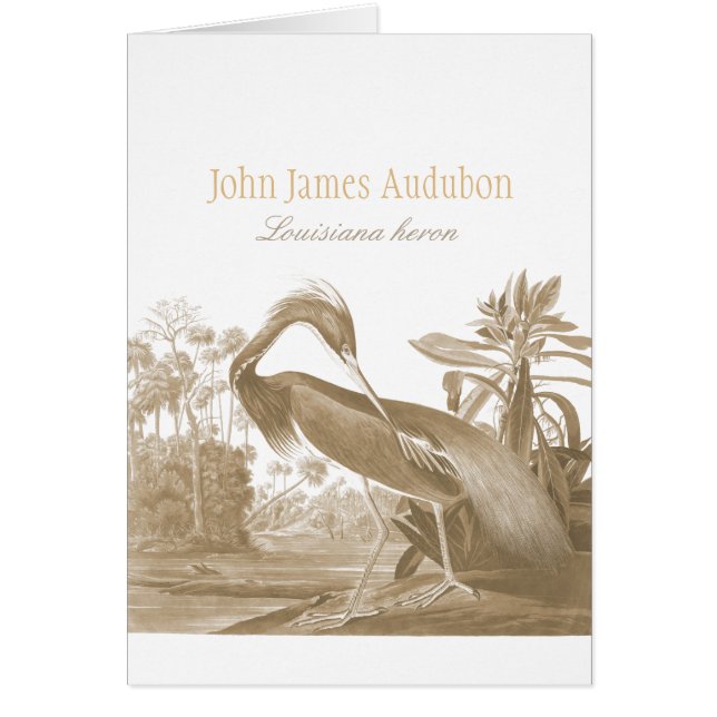 John James Audubon Lousiana heron CC0750 Bird Hälsningskort (Framsidan)
