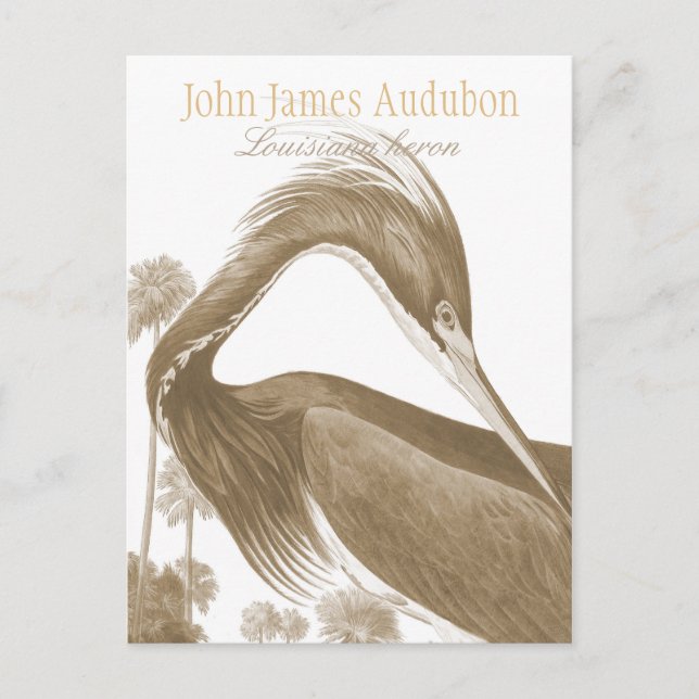 John James Audubon Lousiana heron CC0752 Bird Vykort (Framsida)
