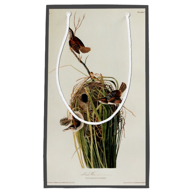 John James Audubon Marsh Wren Fågeltryck (Framsidan)