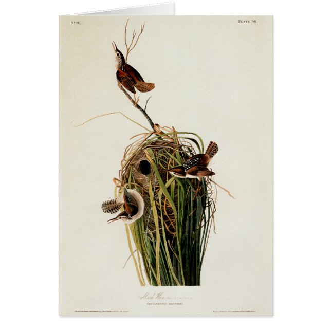 John James Audubon Marsh Wren Fågeltryck Hälsningskort (Framsidan)