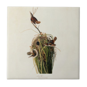 John James Audubon Marsh Wren Fågeltryck Kakelplatta