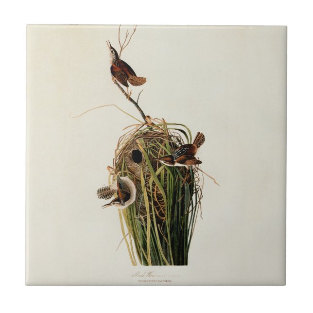 John James Audubon Marsh Wren Fågeltryck Kakelplatta (Framsidan)