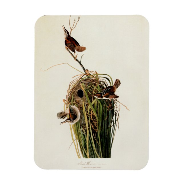 John James Audubon Marsh Wren Fågeltryck Magnet (Vertikal)