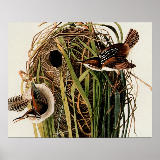 John James Audubon Marsh Wren Fågeltryck Poster (Framsidan)