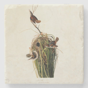 John James Audubon Marsh Wren Fågeltryck Underlägg Sten