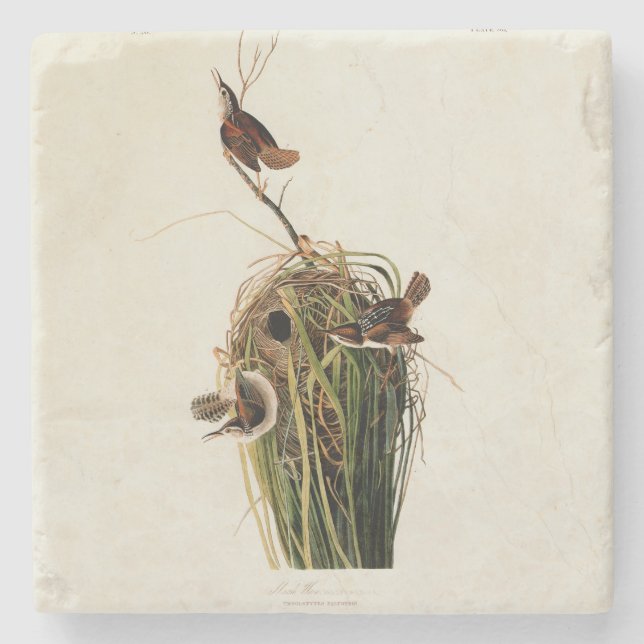John James Audubon Marsh Wren Fågeltryck Underlägg Sten (Framsidan)