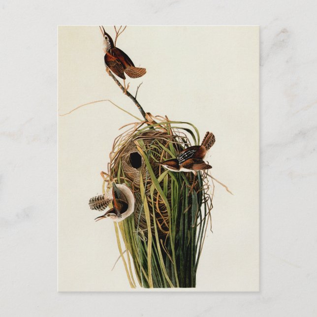 John James Audubon Marsh Wren Fågeltryck Vykort (Framsida)