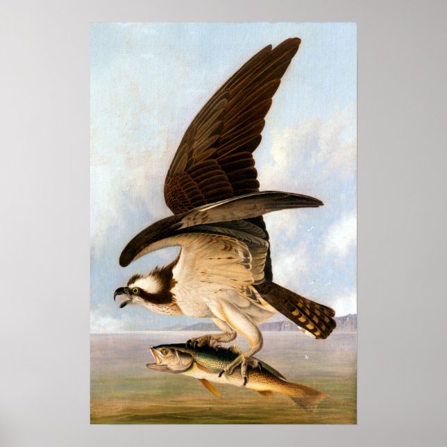 John James Audubon Osprey och Weakfish Poster (Framsidan)