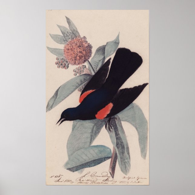 John James Audubon, rödvingad svart fågel Poster (Framsidan)