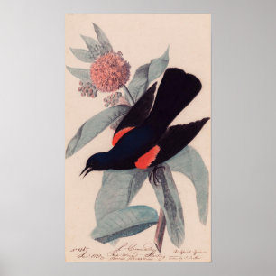 John James Audubon, rödvingad svartfågel Poster