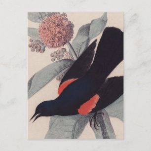 John James Audubon, rödvingad svartfågel Vykort