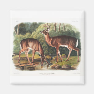 John James Audubon:s visköla fyrhjulingar Magnet