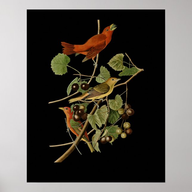 John James Audubon ~ Summer Red Birds ~ Poster (Framsidan)