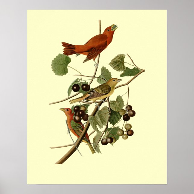 John James Audubon ~ Summer Red Birds ~ Poster (Framsidan)