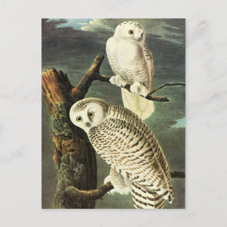 John James Audubon Ugglor Fine Art Vykort