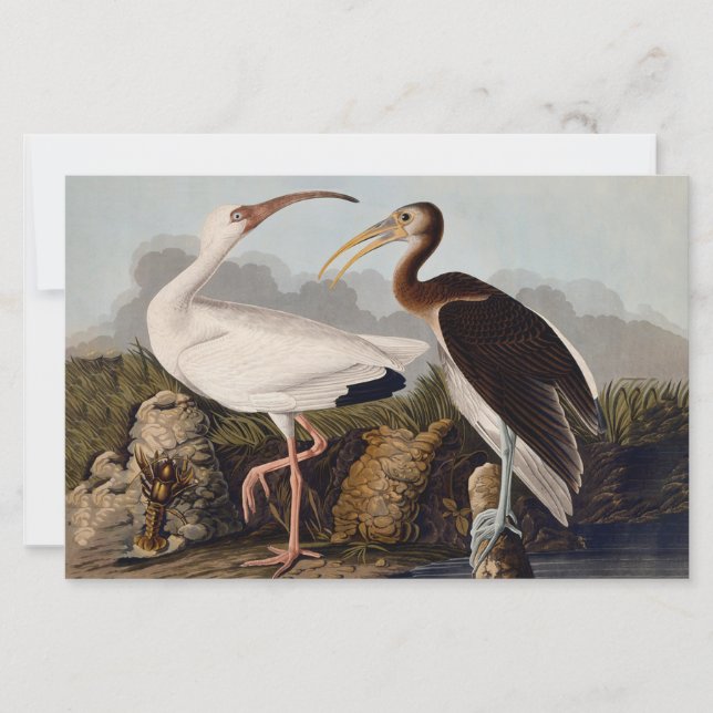 John James Audubon Vit Ibis Fågeltryck Klassiker (Framsida)