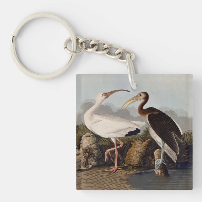 John James Audubon Vit Ibis Fågeltryck Klassiker (Framsidan)