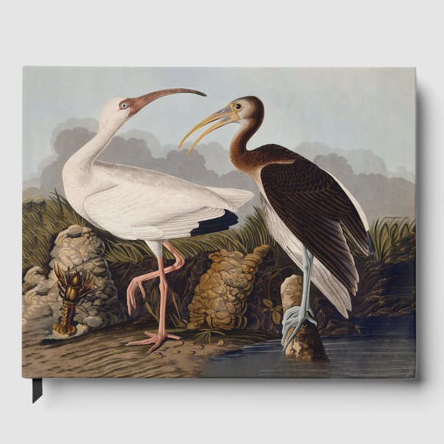 John James Audubon Vit Ibis Fågeltryck Klassiker Gästböcker (Framsida)