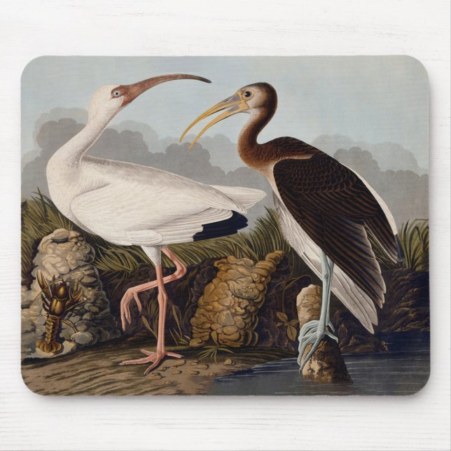 John James Audubon Vit Ibis Fågeltryck Klassiker Musmatta (Framsidan)