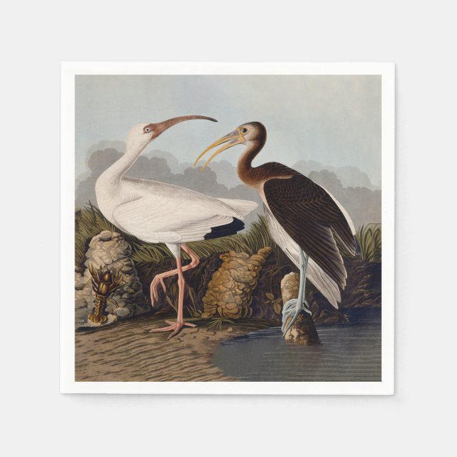 John James Audubon Vit Ibis Fågeltryck Klassiker Pappersservett (Framsidan)