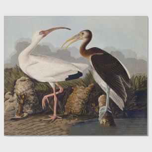 John James Audubon Vit Ibis Fågeltryck Klassiker Presentpapper