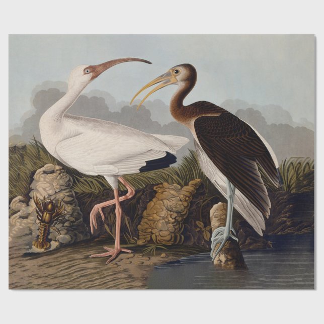 John James Audubon Vit Ibis Fågeltryck Klassiker Presentpapper (Platt)